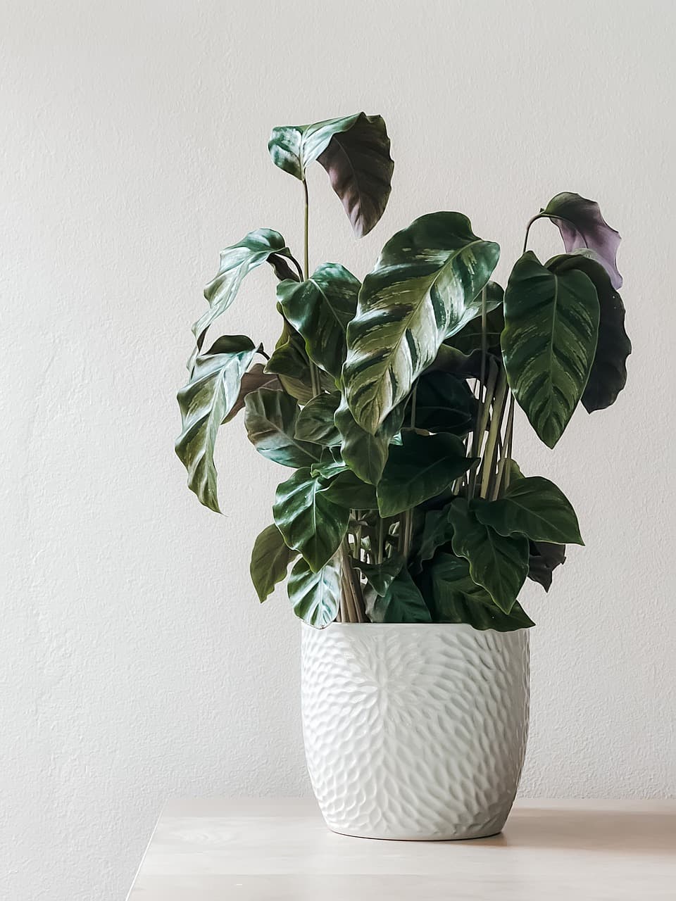 Indoor Air Quality and The Power Of Plants