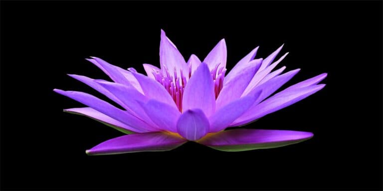 Meditation 2- For stress and the adrenals