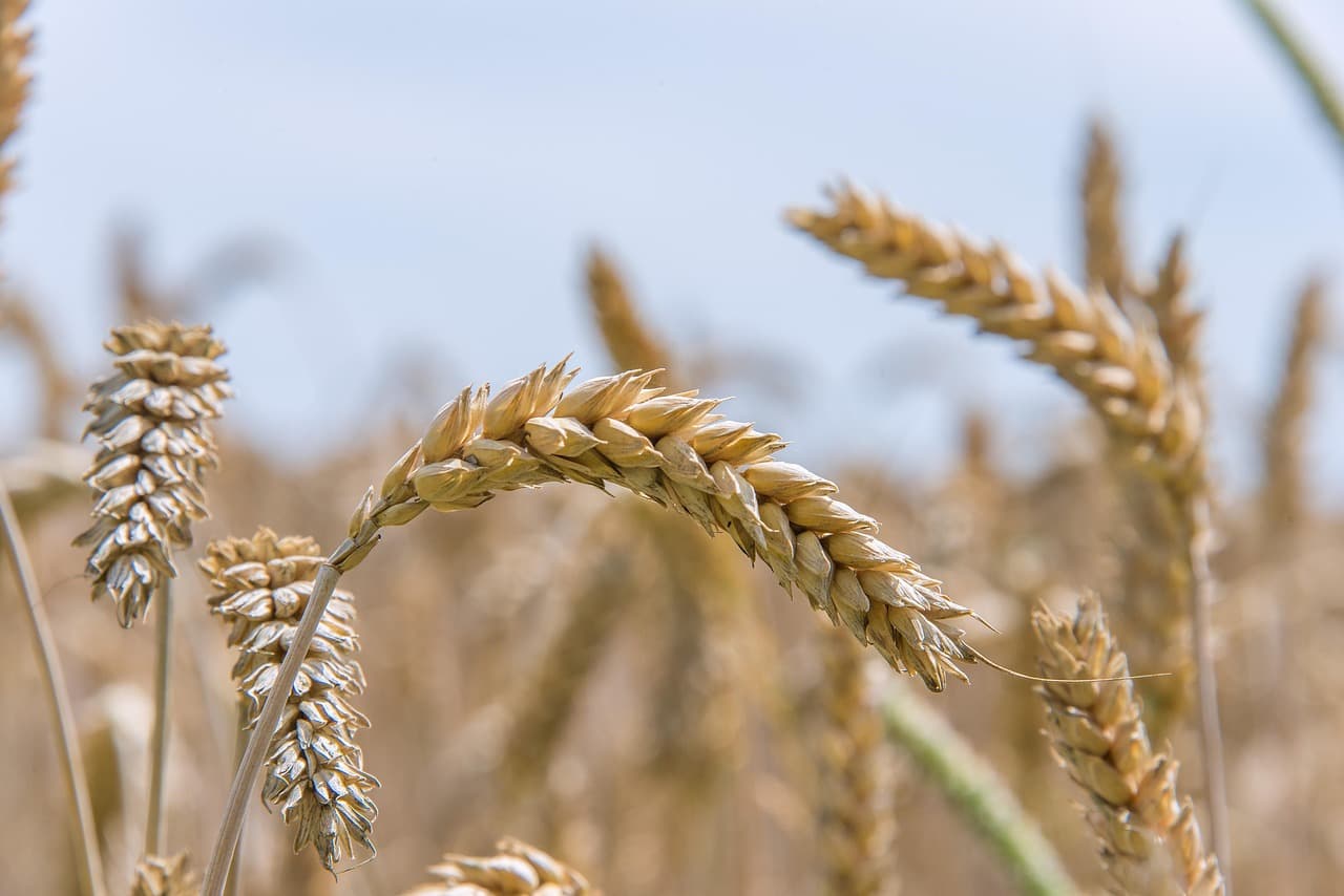 Why is Wheat a modern day poison?